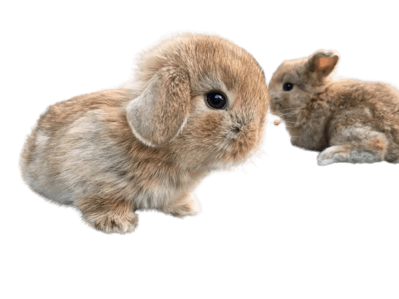 Best beginner rabbit breed