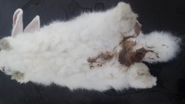 Rabbit diarrhea caused by Coccidiosis