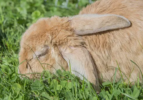 rabbit diseases and symptoms