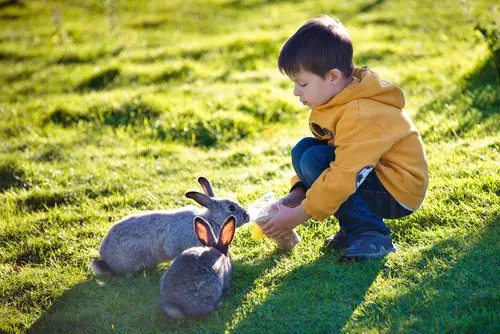 what makes rabbits good pets