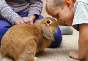 why rabbits are great pets