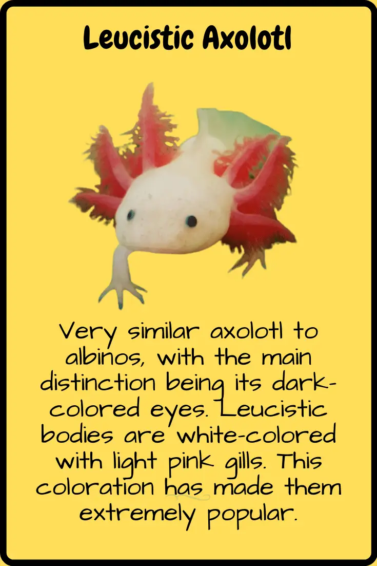 Axolotl As Pets [All You Need To Know]