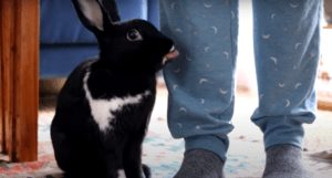 rabbit behavior and body language