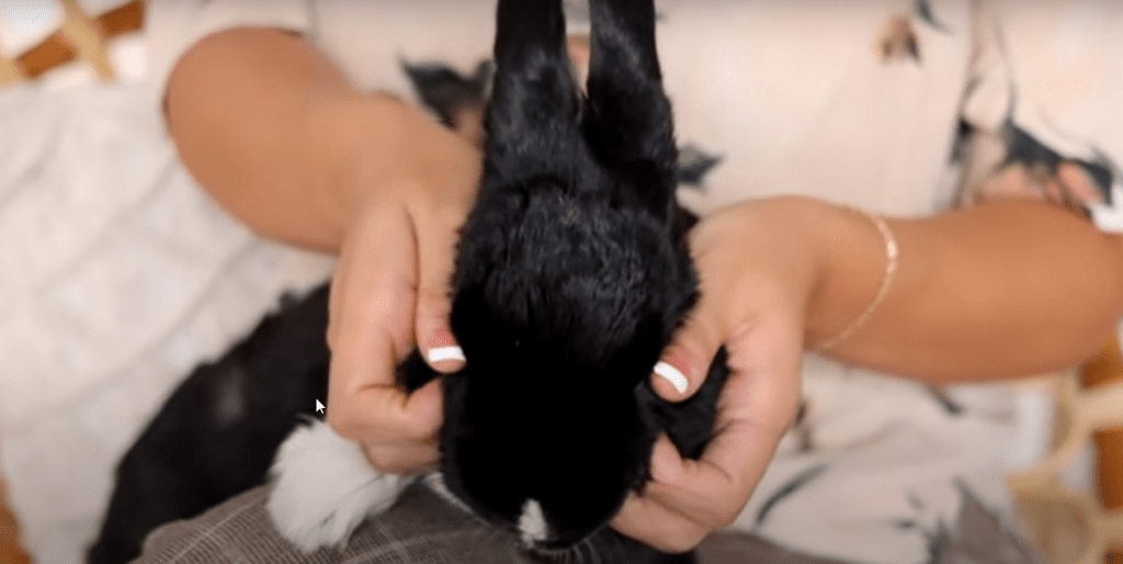 how to prevent behavioral problems in bunnies