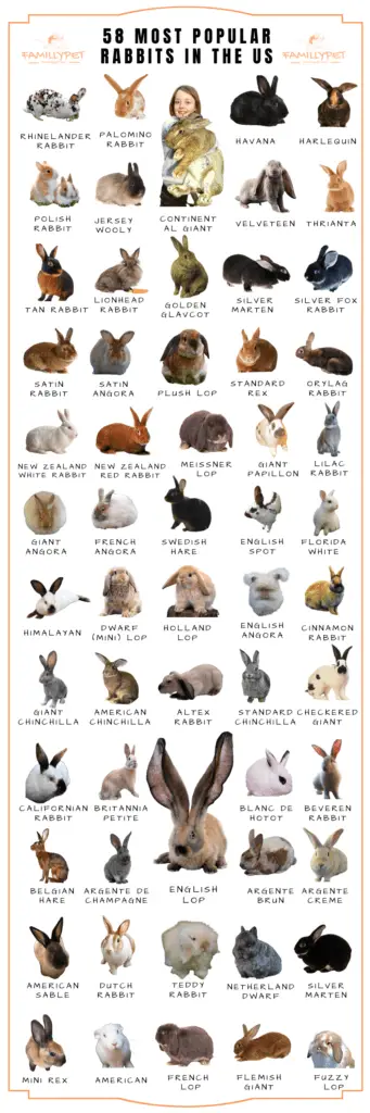 rabbit breed chart with pictures
