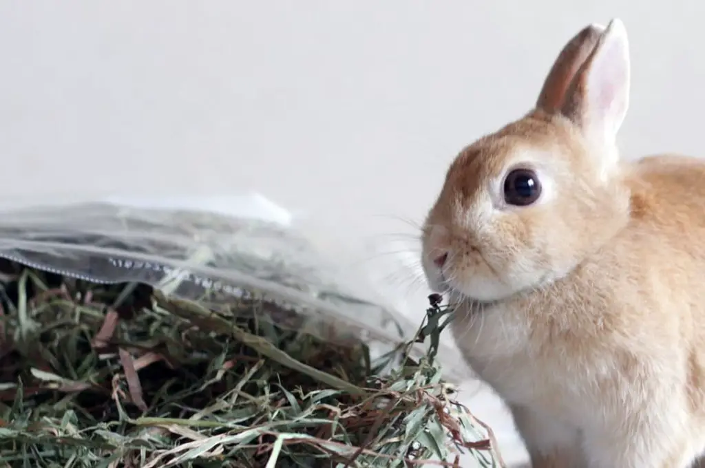 rabbits need hay for their teeth health