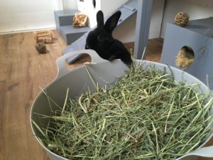 how to make bunnies eat more hay