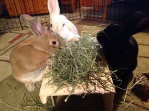 the best hay for rabbits