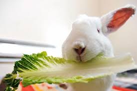 which food is safe or not for rabbits