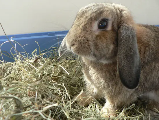 my rabbit doesn't like hay