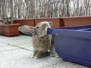 how to prevent urine spraying in female and male rabbits ?