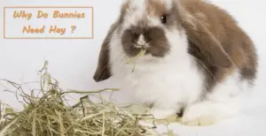 why do rabbits need hay ?