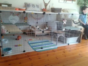 what to buy for a new pet rabbit ?