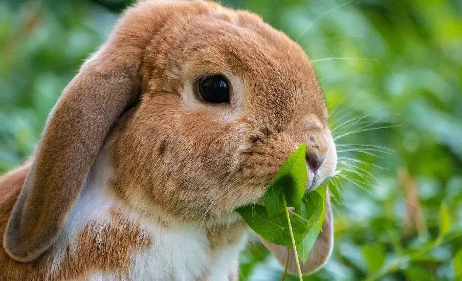 what can pet rabbits eat and not eat ?