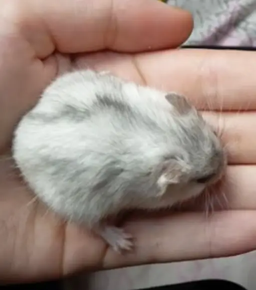 Pearl winter white dwarf hamster