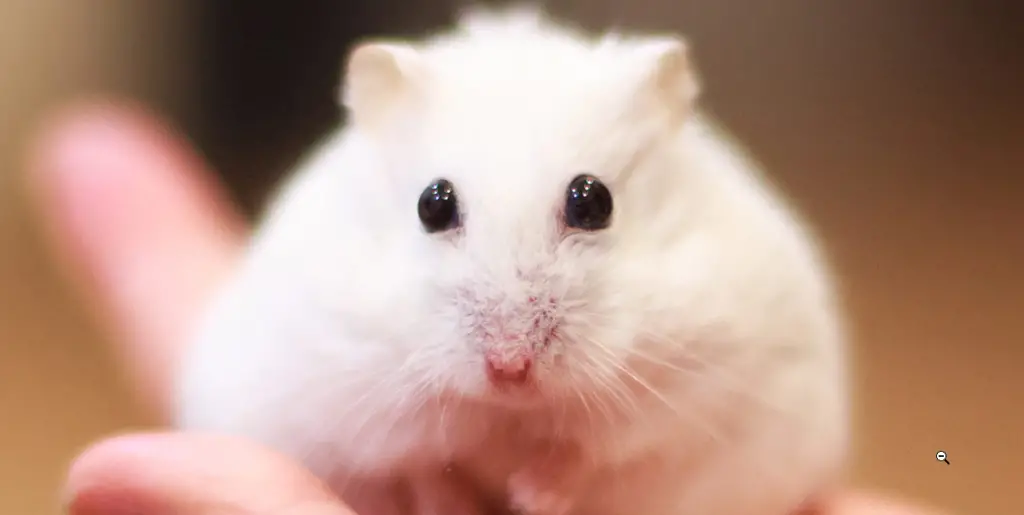 winter white dwarf hamster as a pet