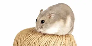 signs a hamster is hungry