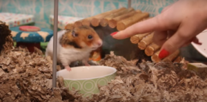 Do hamsters bite and how to tame them ?