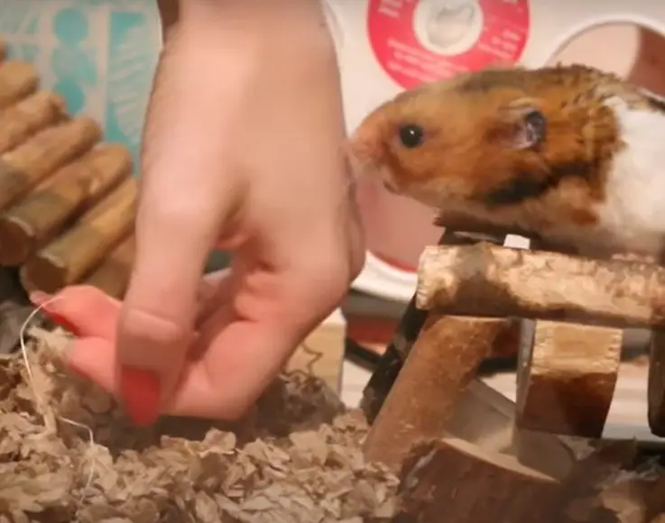 why do hamsters bite ?