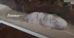 hamster nocturnal or diurnal ?