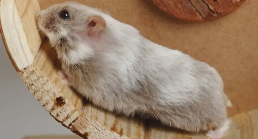 what behavior to expect from a new hamster ?