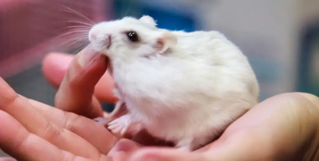 new hamster behavior