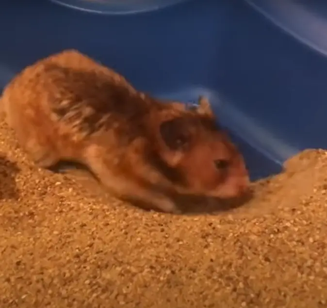hamsters sandbath VS shower ?