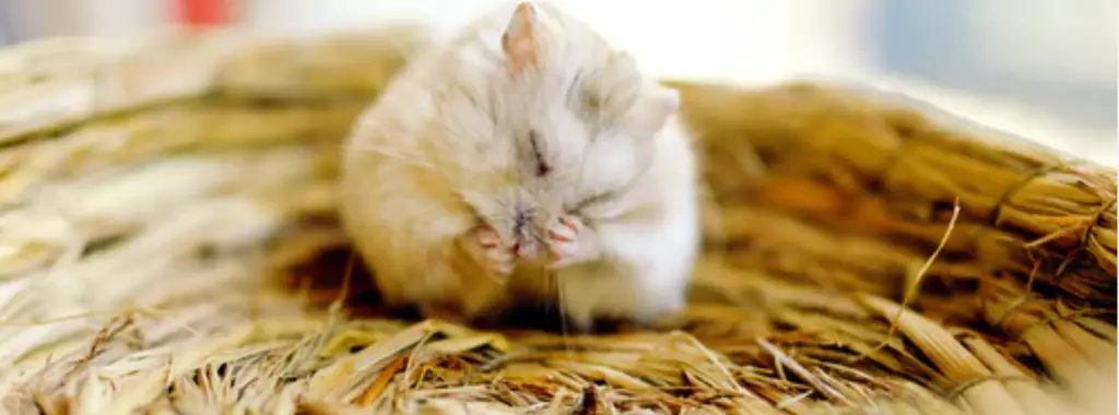 caring for a senior hamster