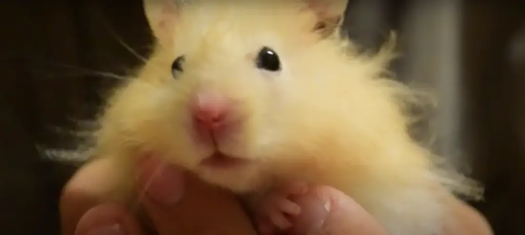 long haired hamster care