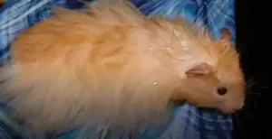 long haired hamsters care