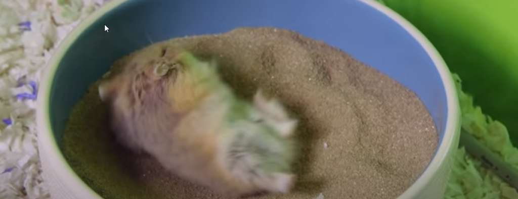 do hamsters need shower or just sandbaths ?