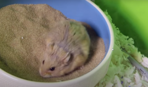 do hamsters need sandbaths ?