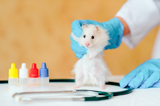 Hamster Diseases, Their Symptoms And Prevention