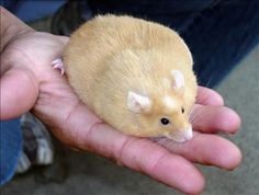 avoid obesity in hamsters