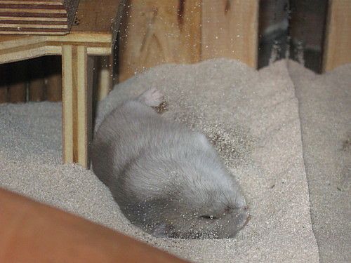 sandbath hamster