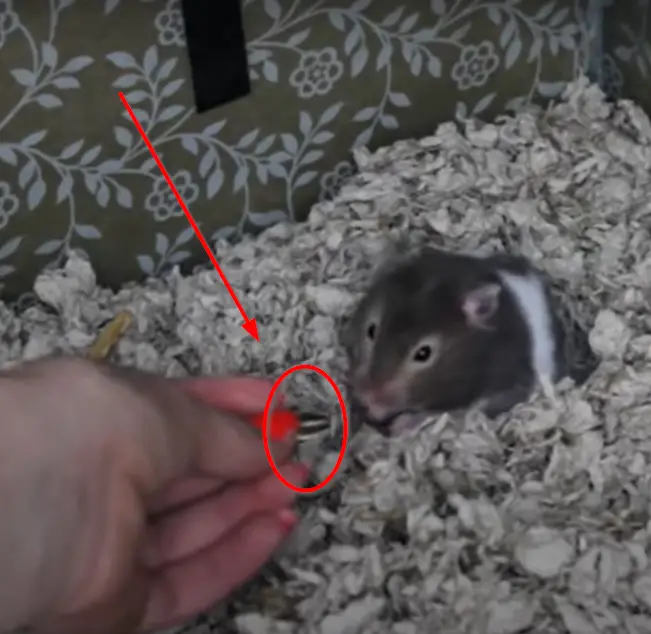 taming a hamster to not biting