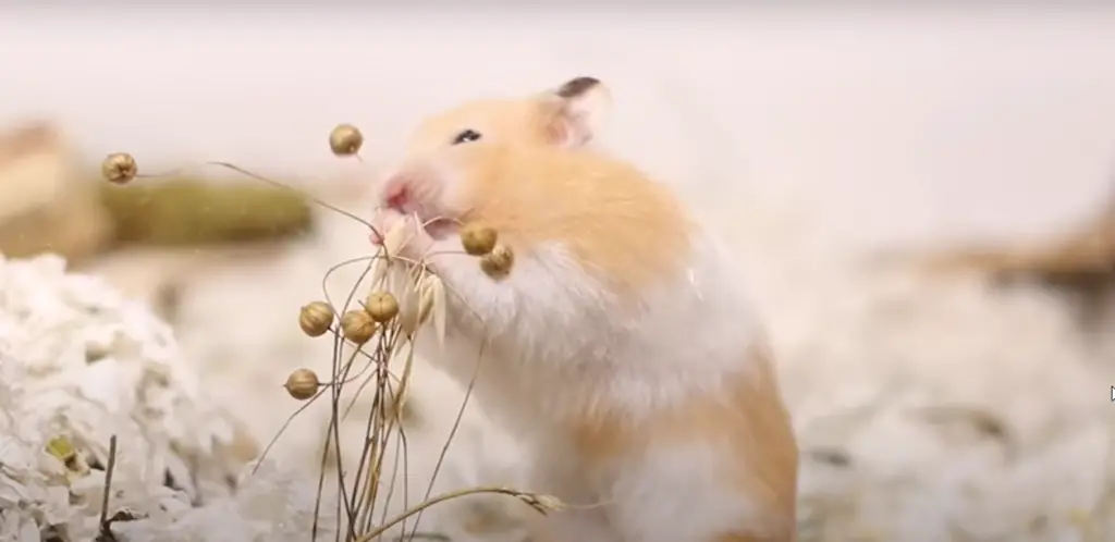 why do hamsters need enrichment