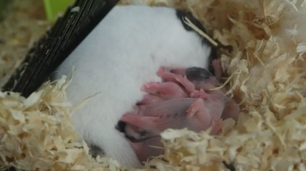 reasons why female hamsters kill and eat their newborns