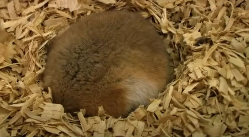 hamsters hibernation