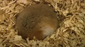 do hamsters hibernate ?