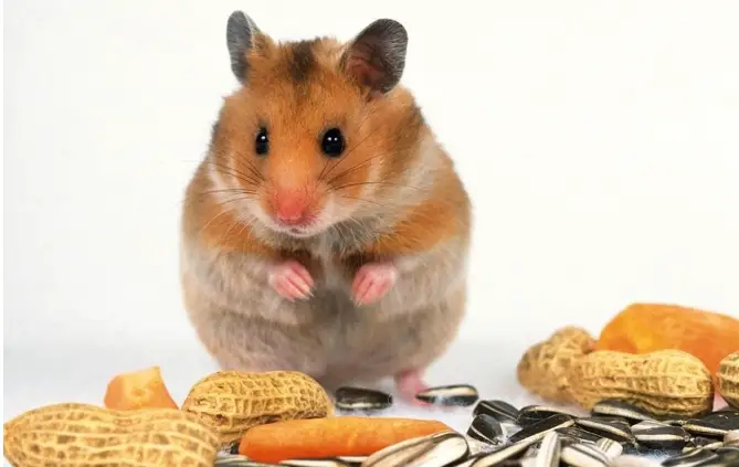 Reasons why hamsters won't eat