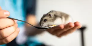 do hamsters need a vet