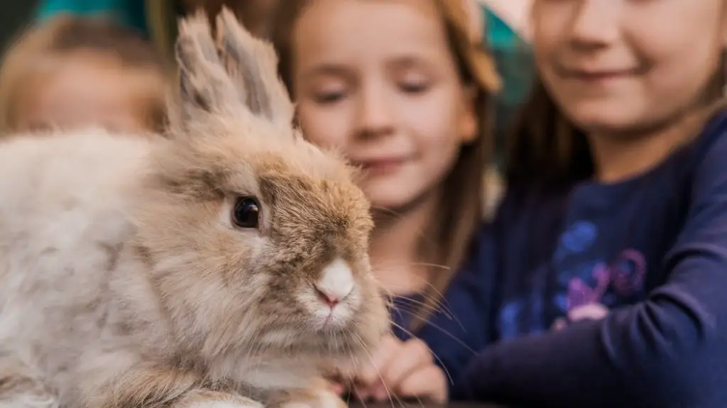 Is a Rabbit the Right Pet for You?