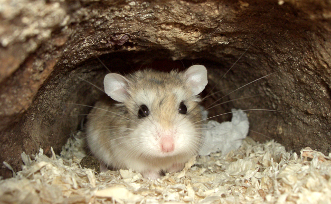 Roborovski dwarf hamster as pet 
