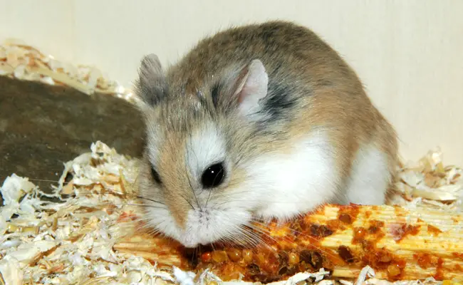do roborovski dwarf hamsters make good pets ?