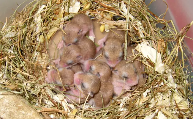 caring for roborovski dwarf hamsters