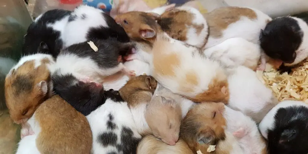 how to prevent a hamster from eating its own babies ?