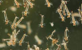 Mosquito Larvae for baby