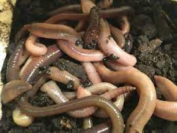 Earthworms for axolotls