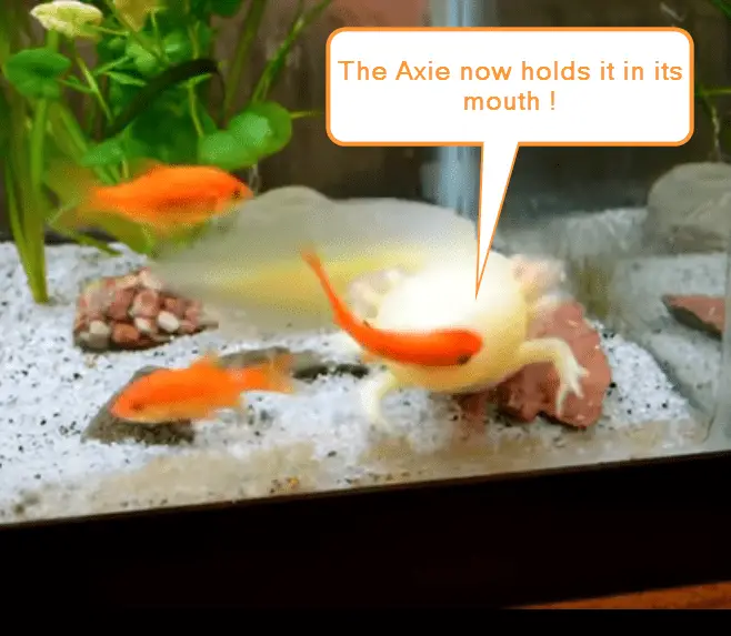 axolotl tank mates3